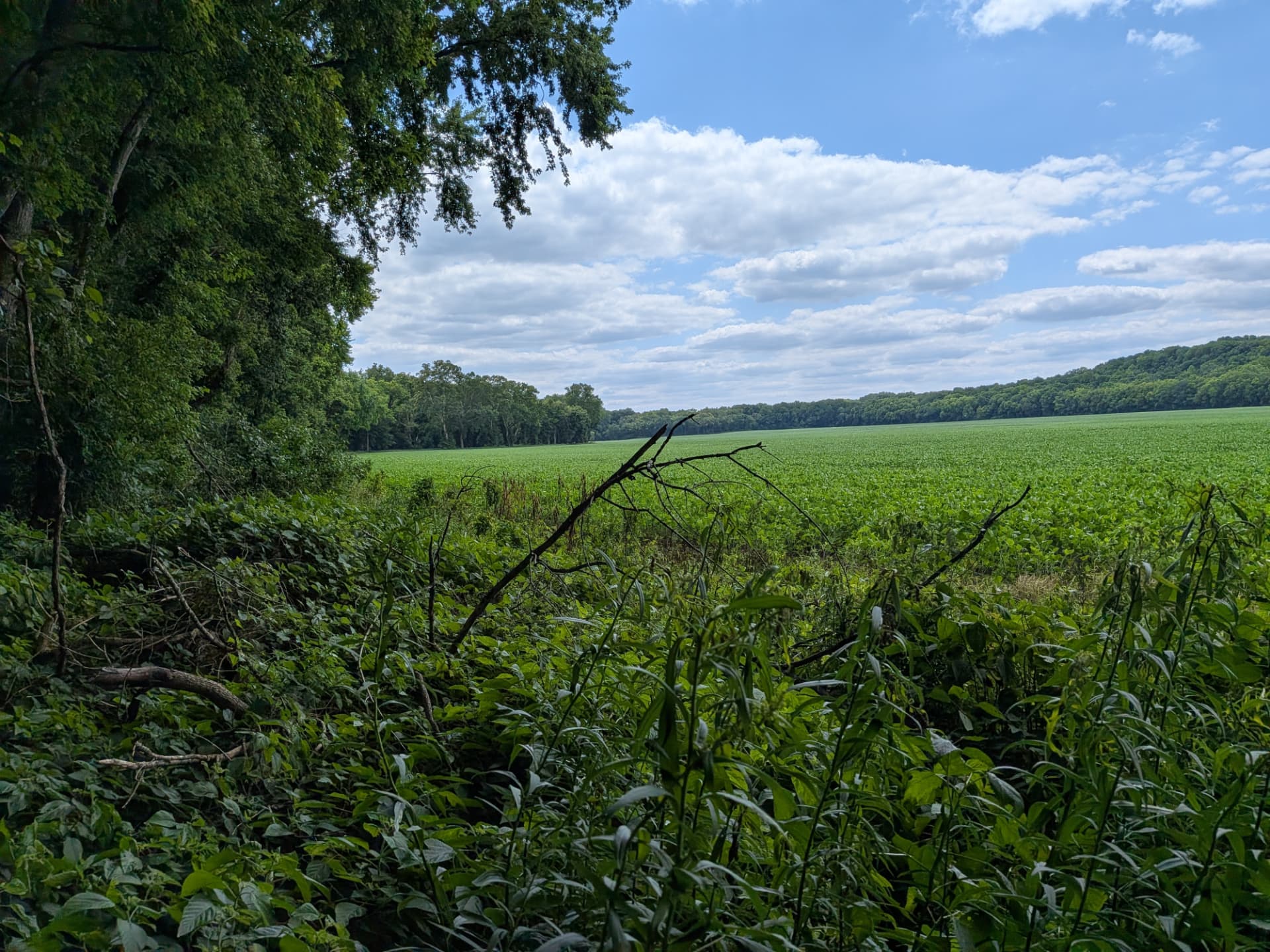 A soybean field opening out to a treeline under a wide sky — a photograph Jake took